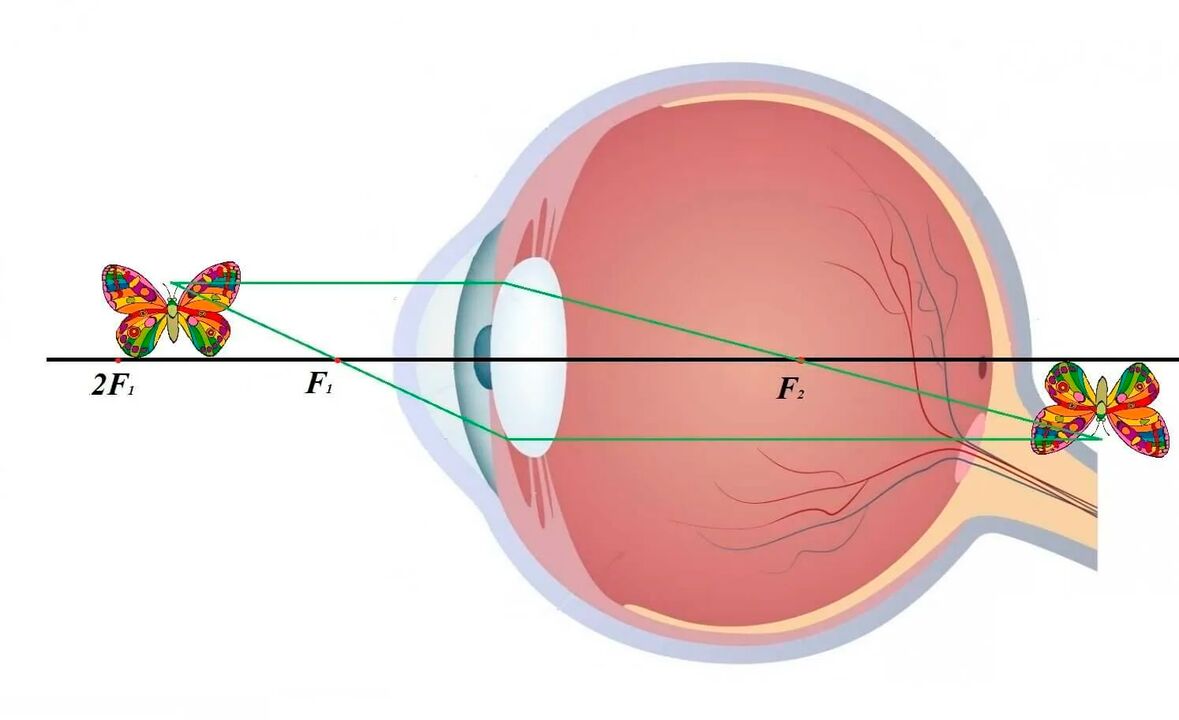 Diagramm des visuellen Systems.